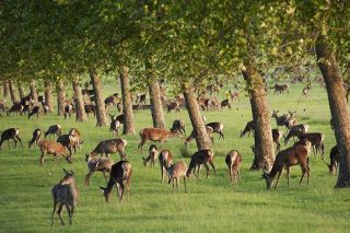 Deer grazing under trees